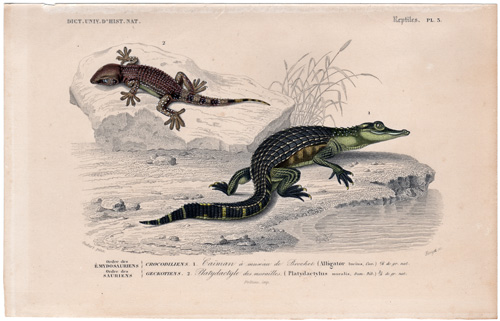 Caiman Alligator Gecko